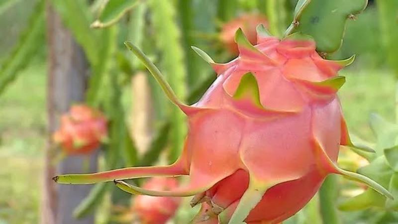 Fruta pitaya cortada ao meio destacando sua polpa nutritiva e colorida